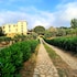 Tenuta Convivium Cuma