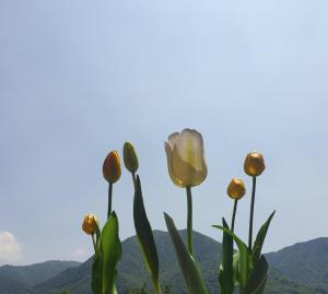 B&B Tulipano